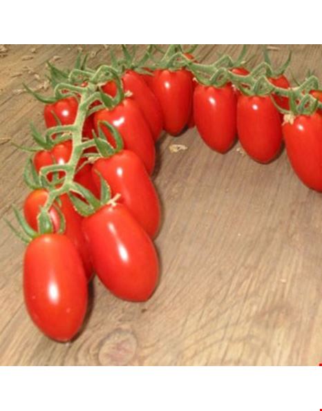 Ντομάτα "LOBELLO F1" | 1.000 σπόροι