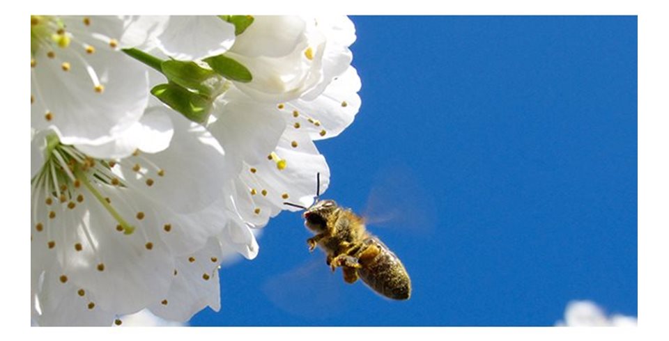 Παγκόσμια Ημέρα Μέλισσας. Ναι υπάρχει!