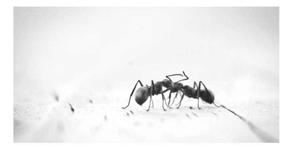 Μυρμήγκια στο Σπίτι - Επιτέλους, τέλος!