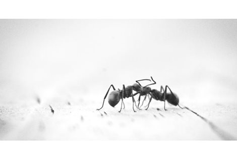 Μυρμήγκια στο Σπίτι - Επιτέλους, τέλος!