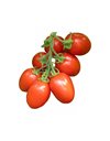 Ντομάτα "LUANA F1" [τύπου Ρόμα] | 1.000 σπόροι