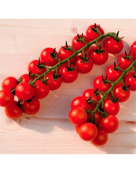 Ντομάτα "KIRILL F1" [τύπου cherry] | 1.000 σπόροι
