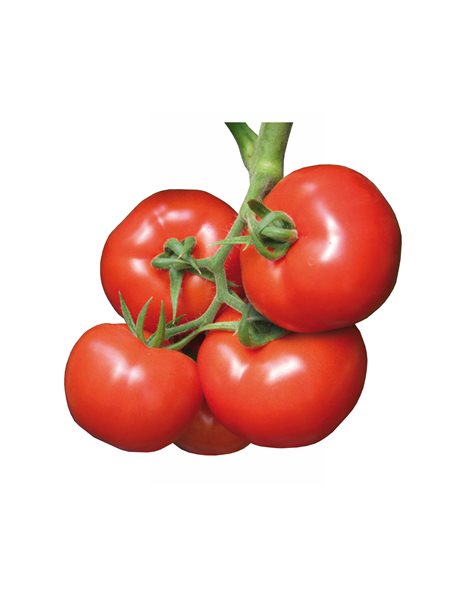 Ντομάτα "SIGNORA F1"| 1.000 σπόροι