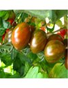 Ντομάτα "CRISPINO PLUM F1" | 1.000 σπόροι
