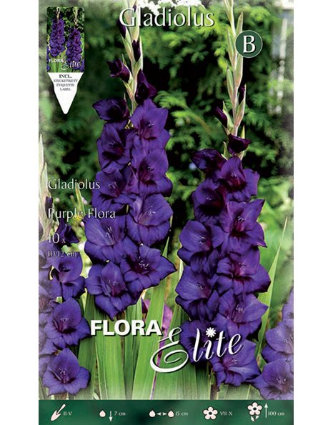 Γλαδιόλα "Purple flora"